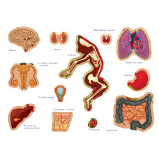 Дитяча навчальна гра з багаторазовими наклейками "Тіло людини" Kp-004Y укр. мовою